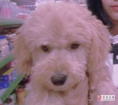 胖犬来爆料最新,娱乐圈幕后那些不为人知的秘密